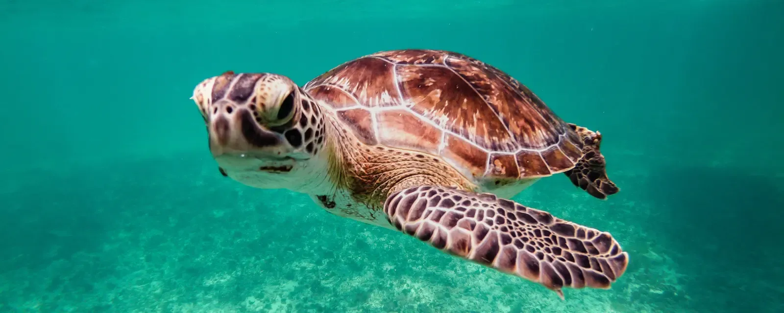 A sea turtle swimming in clear turquoise water off Aruba's coast