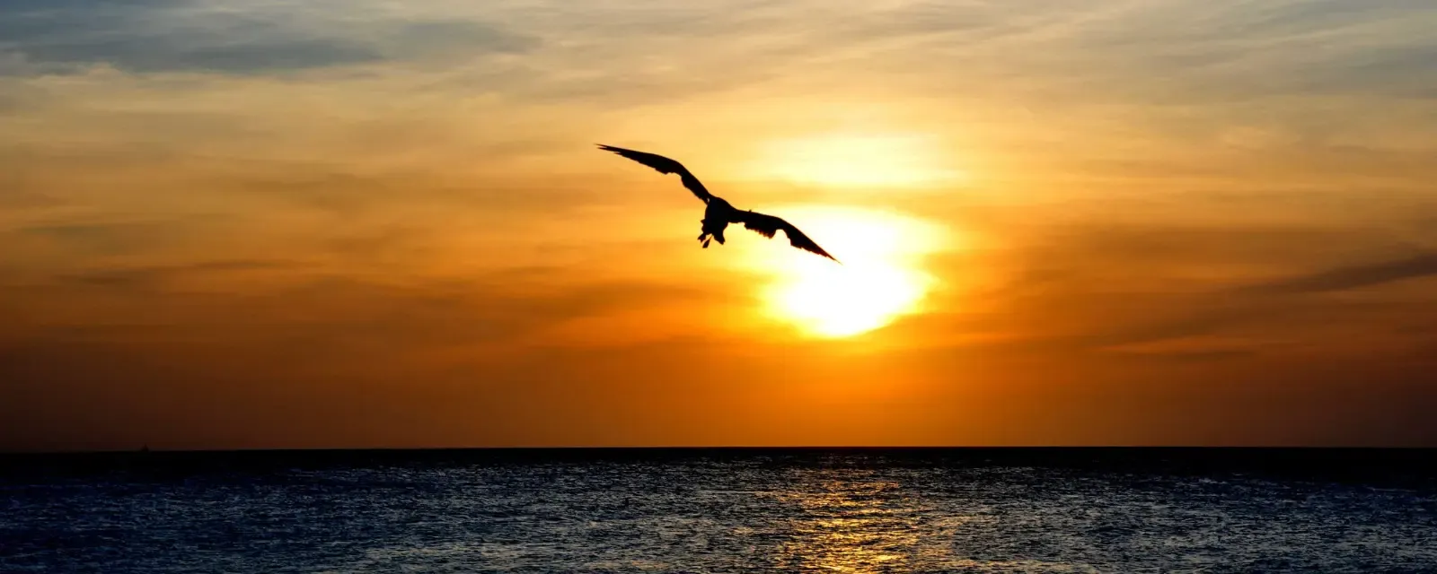 A bird silhouetted against the sunset over the ocean